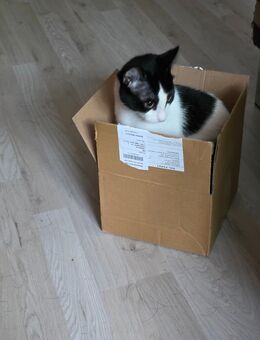 Kater 6 Monate alt abzugeben - Gummersbach