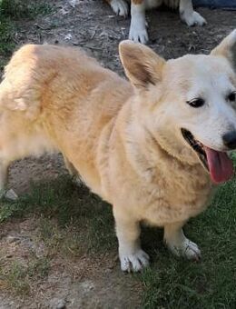 Alice - Zuckermaus sucht ihr Wunderland - Krefeld
