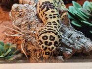 Leopardgecko mit Terrarium - Scheyern