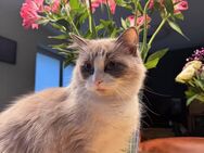 Süße Ragdoll-Kitten sind bereit für den Auszug! - Hamburg