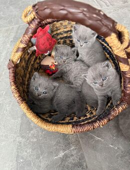 🐾 Reinrassige Britisch Kurzhaar Kätzchen – 2 Monate – Preis VB 🐾 - Weilerbach