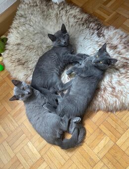 3 Kätzchen (Chartreux Nebelung Mix, allergiearm) - Aschaffenburg Zentrum