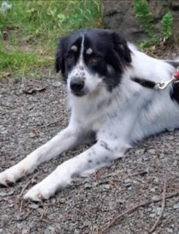 Lieber Sealy♥️ sucht sein Heim - Seggebruch