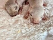 Mega süsse Rennmausbabys suchen ein neues zuhause - Düren