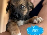 Janni hofft auf ein Zuhause - Flörsheim-Dalsheim