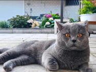 Britische Kurzhaar kitten - Essen