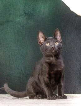 Sebastian, ein treues Katzenkind - Brunstorf