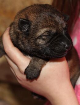 Reinrassige Deutsche Schäferhundwelpen mit SV/-VDH Papieren - Sprockhövel