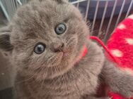 BKH Kitten