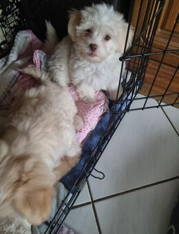 Maltipoo Babys - Weilerswist