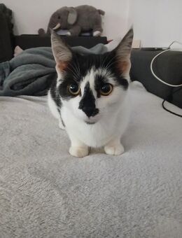 Junge Katze - Lage (Nordrhein-Westfalen)