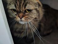 Süßes Scottish Fold-Perser-Mix Pärchen - Bad Camberg