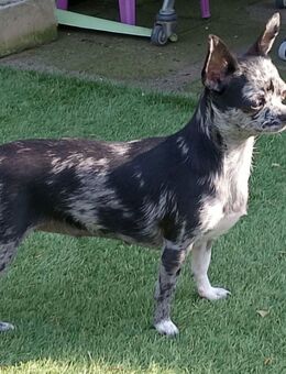 chihuahua hündin - Alzey