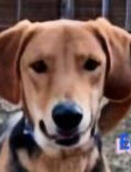 Eddie - freundlich und neugierig - Heppenheim (Bergstraße)