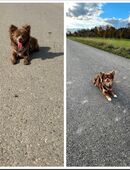 Wurfanzeige Chihuahua in 86695