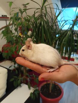 2 Degu Damen - Wittenburg