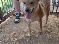 Nyomda, verschmuste Shiba Inu Hündin - Remagen