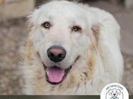 Chip 239172: Sucht ein Zuhause - Kirchzell