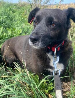 Unsere tolle schwarze Dackelmischgshündin Moppel ca 3 J und Kumpel Herbert ca 5 Jahre suchen zusammen oder getrennt ein warmes Körbchen ca 30 cm groß - Hohe Börde