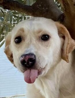 DEA - lieb und anlehnungsbedürftig - Dänischenhagen