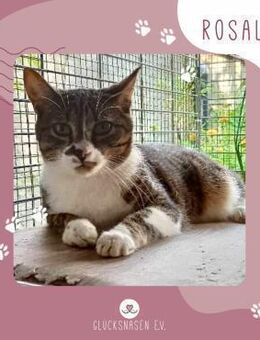 Katze Rosalia wartet auf Post - Lalendorf