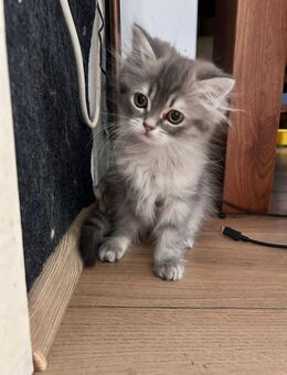 Perser Kitten mit Nase - Hilden