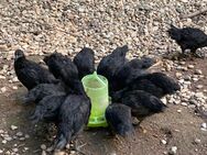 Ayam Cemani Hähne abzugeben - Barbing