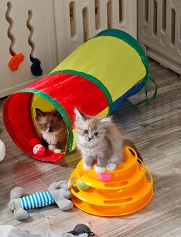 Katzenbabys - Gelenau (Erzgebirge)