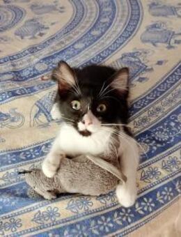 Junges, offenes Katzenmädchen Carmelita - Karlsruhe