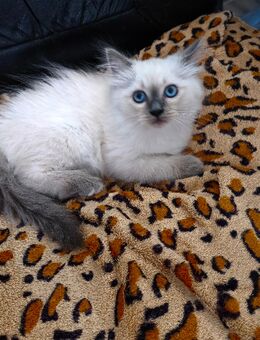 Heilige Birma Kätzchen, Birmakitten, Kitten, Kater - Rosengarten (Baden-Württemberg)