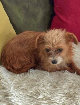 Pina Colada, klein und fit.... - Bochum