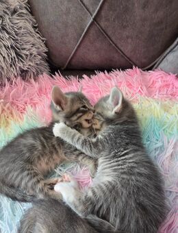 Katzenbaby's Mixkitten Babykatzen Siam Mix - Monheim (Rhein)