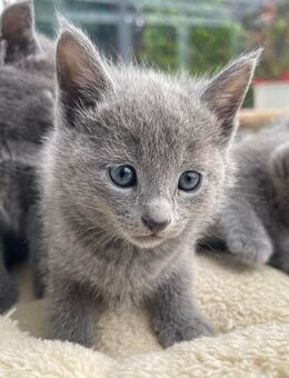 Reinrassige Russisch Blau Kitten - Ense