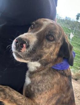 Mirko - verlassen und vergessen - Dreikirchen