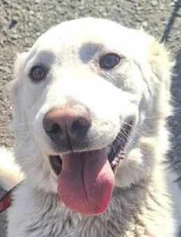 LUCY musste an der Kette leiden - Gefrees