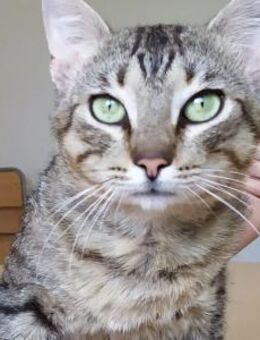 Angel (FIV+) getigerte Schönheit - Wilhelmsfeld