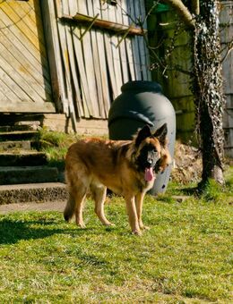 Schäferhund Mischling 1 jahr - Luhe-Wildenau