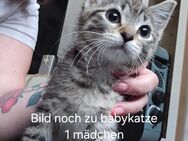Babykatzen - Hohe Börde