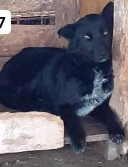 Harley - schön und sensibel - Willich