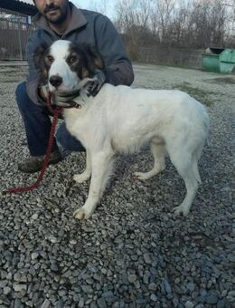 Ponyo - hübscher Jungrüde - Lohra