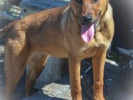 TILLY-sportliche, junge Hündin sucht Fam - Erfurt