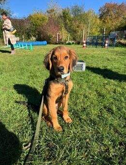 🐶✨Floki sucht seine Familie 🐶✨ - Freilassing