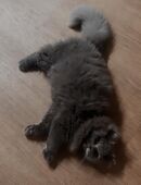 Luna sucht ein wundervolles Zuhause in 55127