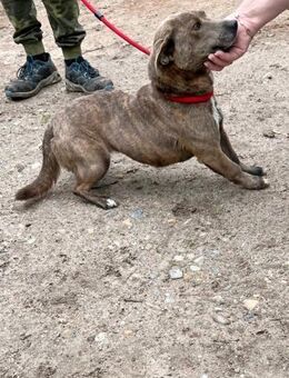 Thalia - geb. 01/2023 - Remagen