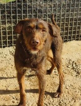 Fussy; bitte rette mich - Geilenkirchen