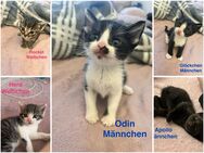 Süße BKH/EKH Kätzchen suchen Liebevolles Zuhause - Geislingen
