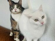 NOTFALL🆘💞 Chi Chi & Oskar 💞 - Eislingen (Fils)