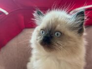 Britischlanghaar Katzen - Köln