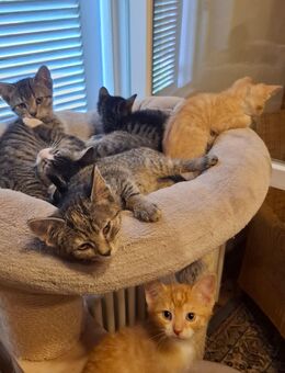 6 Babykatzen suchen ihren Dosenöffner!!!! - Hohenstadt