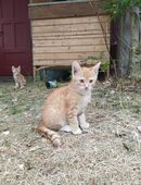 Diego, rot getigert mit weißen Pfötchen, sucht seinen Lebensplatz - bei Dir? in 09629